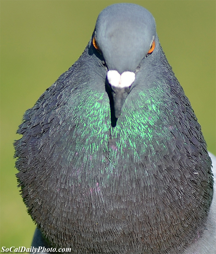 Pigeons in California