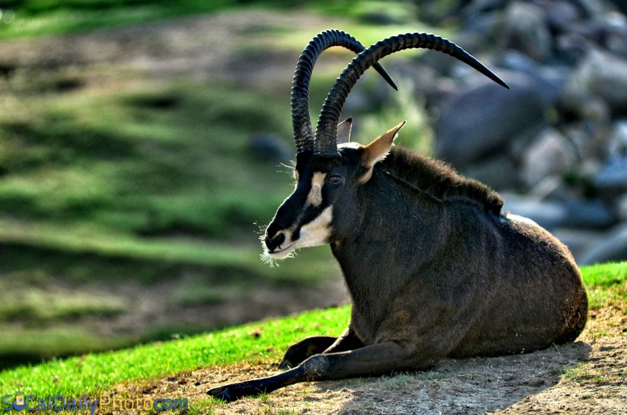 Sable Antelope at the San Diego Zoo Safari Park Southern
