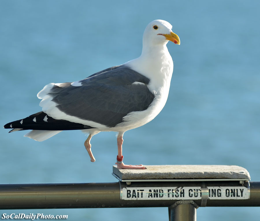 bird mistaken for bait