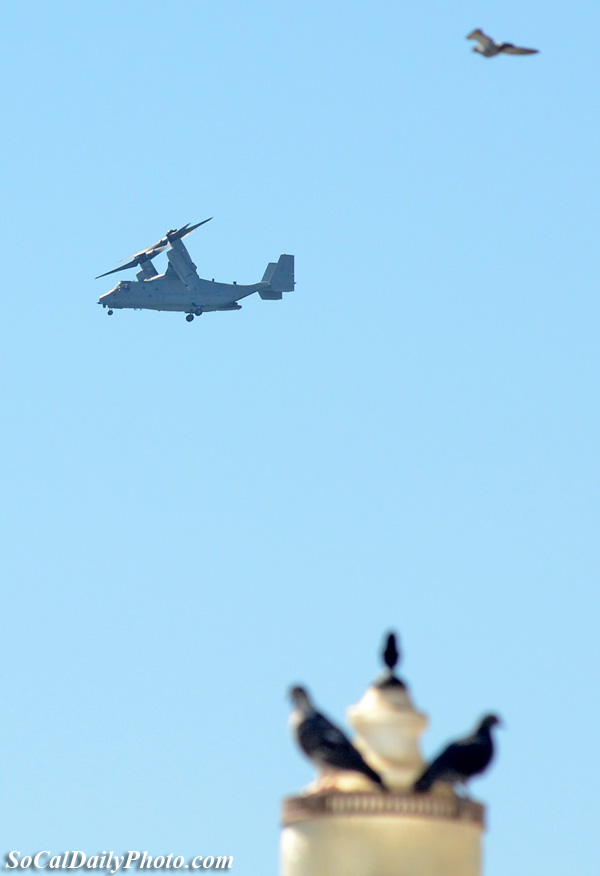 Bell-Boeing V-22 Osprey with birds