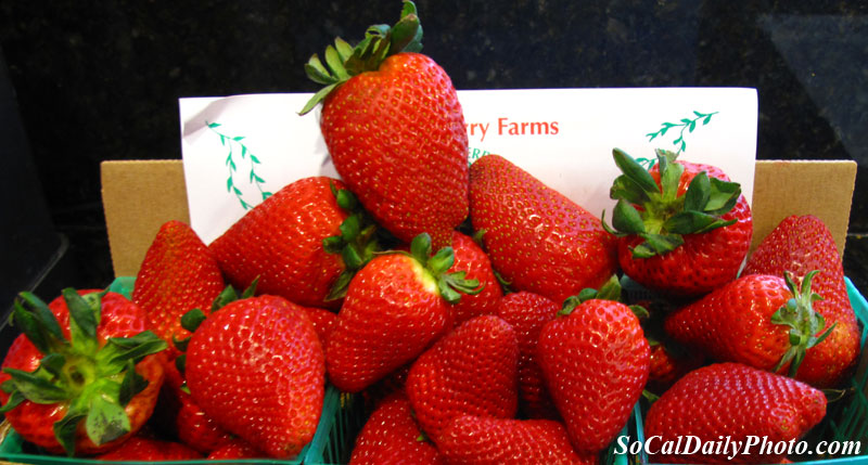 California strawberry festivals