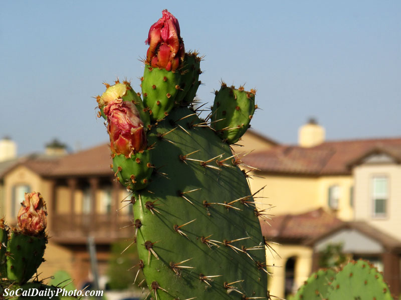 Opuntia flower