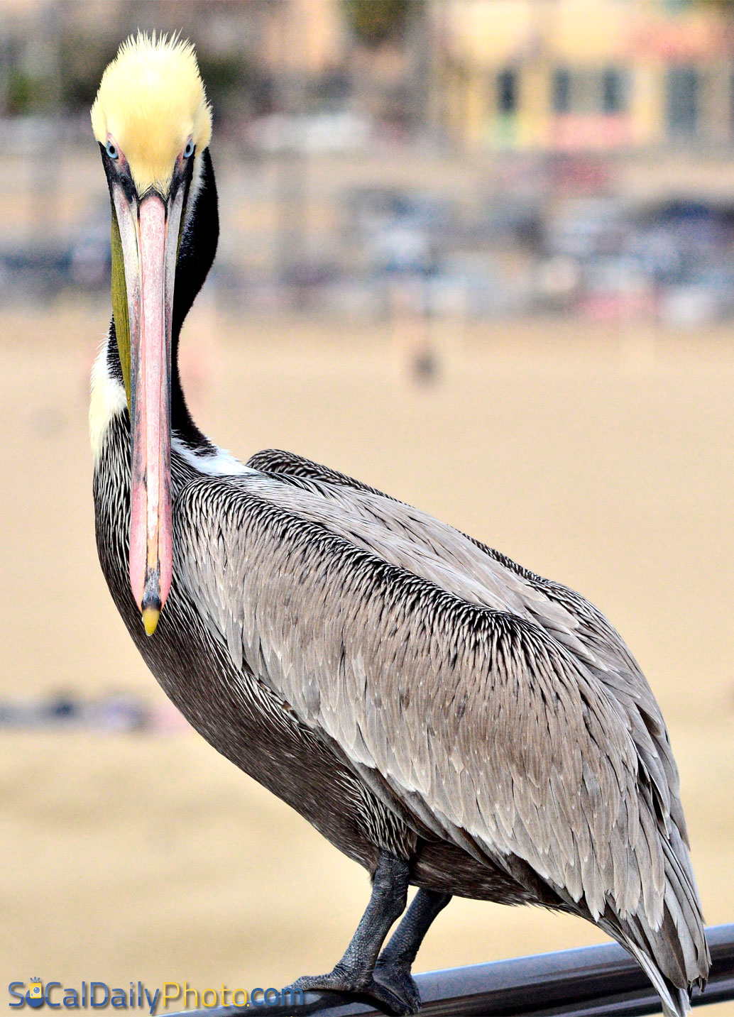 Huntington Beach Pier