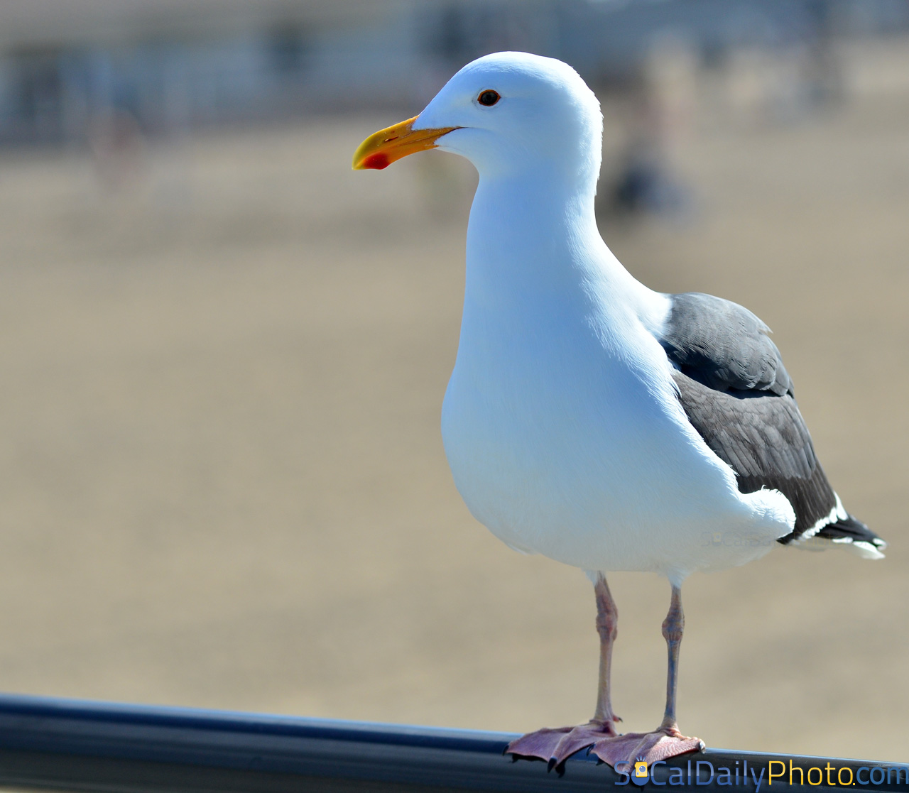 Huntington Beach