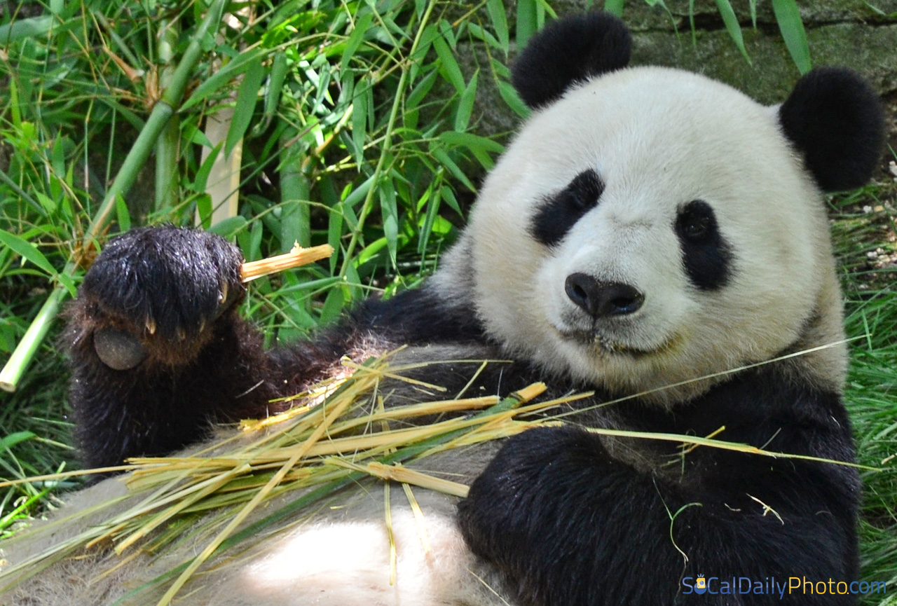 Eating bamboo