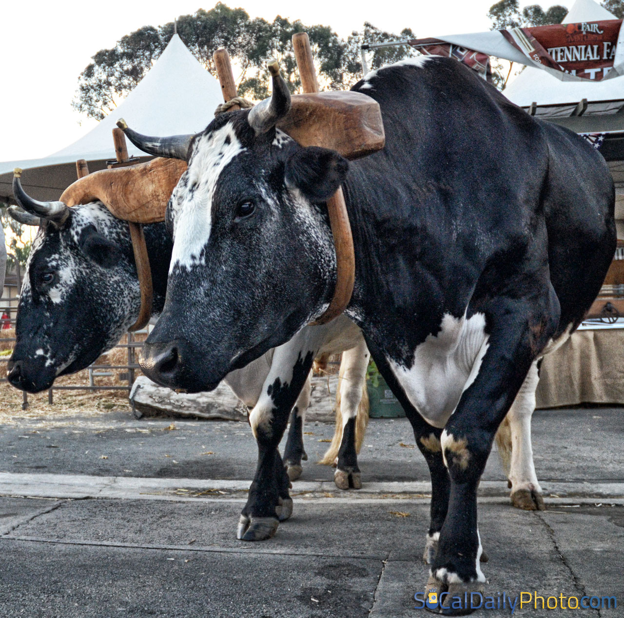 Oxen at the OCFair