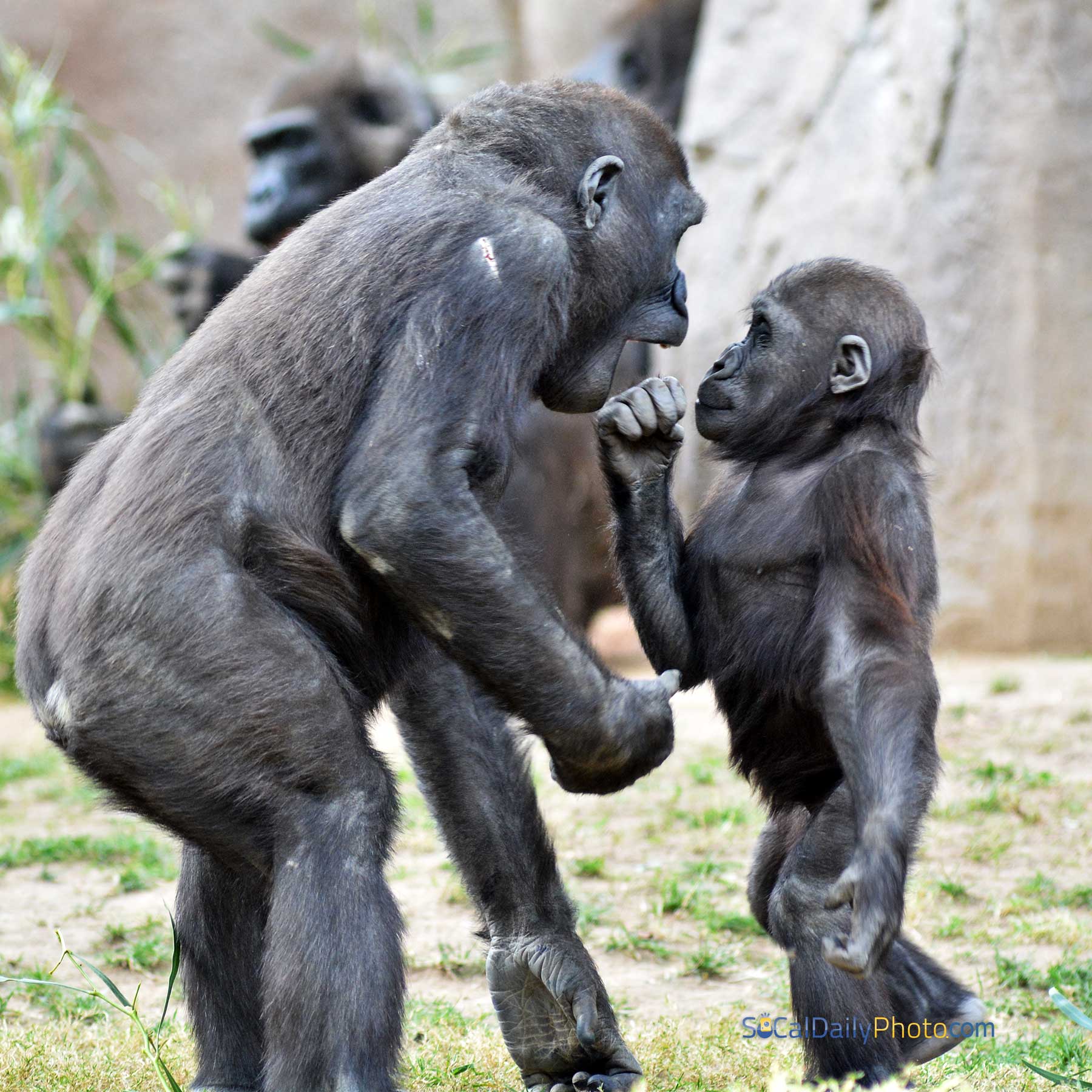 Baby gorilla stands up to a bigger gorilla