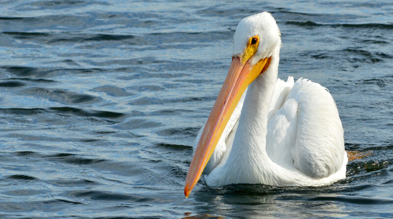 Bolsa Chica Ecological Reserve - Hidden Gem Of OC